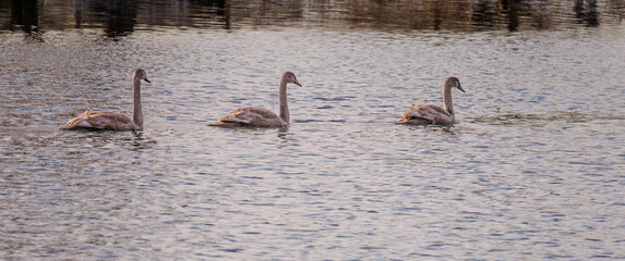 beautiful white swans floating on calm water
