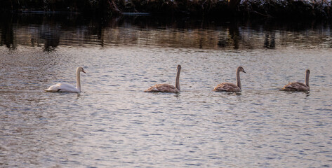 beautiful white swans floating on calm water