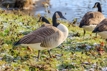 Grey wild goose, cute Water Birds Geese