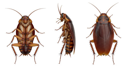 three hyper-detailed macro views of a brown adult cockroach showing segmented glossy exoskeleton and articulated legs, isolated on a transparent background, scientific study and reference concept