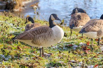 Grey wild goose, cute Water Birds Geese