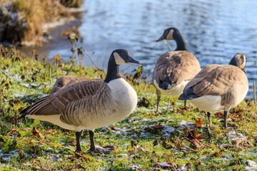 Grey wild goose, cute Water Birds Geese