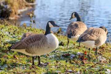 Grey wild goose, cute Water Birds Geese