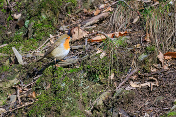 Close-up of robin bird perching on ground