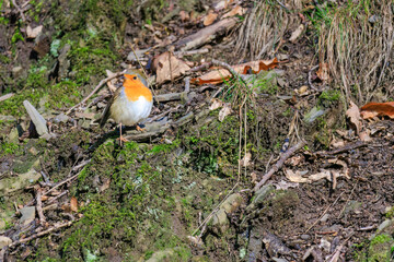 Close-up of robin bird perching on ground