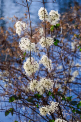 dry white plants in winter