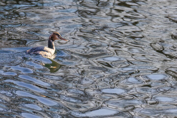 Great crested grebe in its natural habitat swimming in lake
