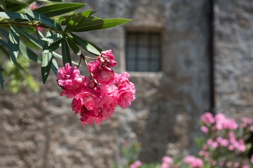 Ancient buildings with flowers on Rhodes island, Greece