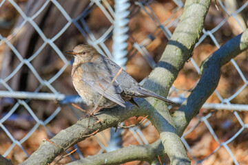 Mistle Thrush,sitting on the branch