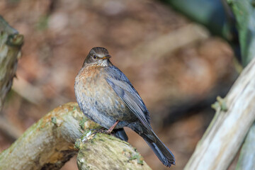 Mistle Thrush,sitting on the branch