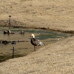 Snow Goose and Geese at Water
