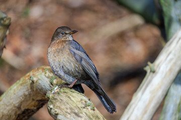 Mistle Thrush,sitting on the branch