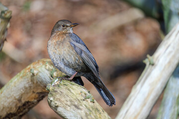 Mistle Thrush,sitting on the branch