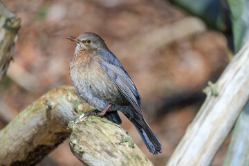 Mistle Thrush,sitting on the branch