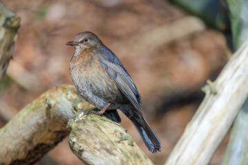 Mistle Thrush,sitting on the branch