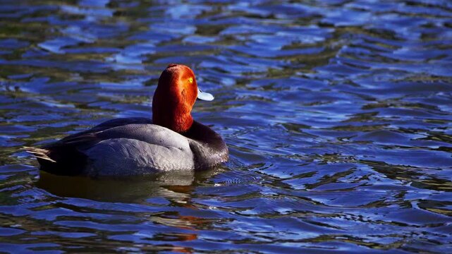 Real-time 4K footage of redhead ducks (Aythya americana) swimming peacefully on a calm natural lake. A serene wildlife scene highlighting waterfowl behavior and the tranquil beauty of the lake environ