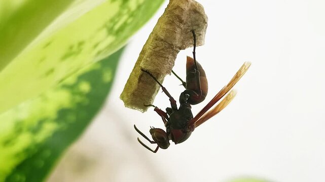 Easy-to-find paper wasp macro photography making nests on the surface of plant leaves