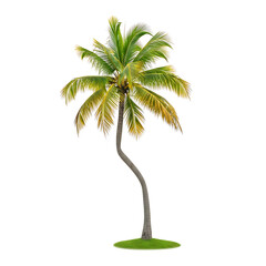 Tropical Whisper: A Leaning Coconut Palm in Minimalist White Serenity