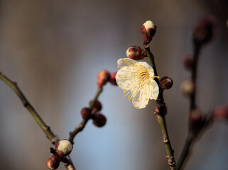 1月に美しく咲いた白い梅の花「冬至（トウジ）」