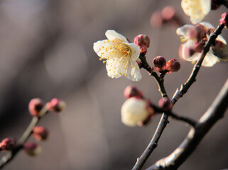1月に美しく咲いた白い梅の花「冬至（トウジ）」