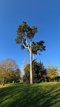 unique tree in the park