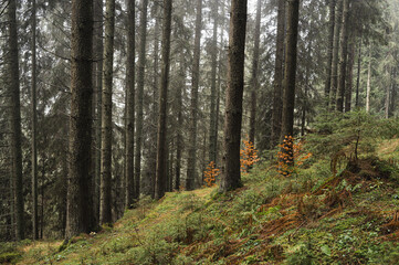Obraz premium Serene foggy forest landscape with tall trees, mossy ground, and autumnal hues in a tranquil natural setting