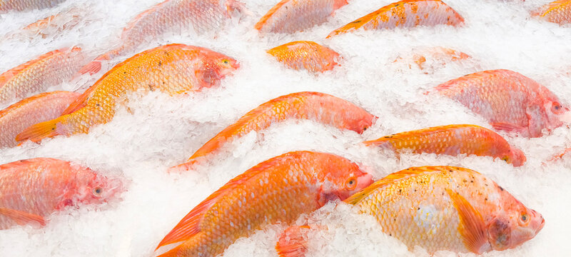 Tilapia kept on ice for cooking.