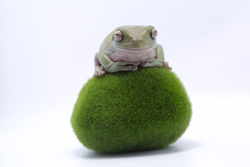 Australian Green Tree Frog on artificial moss stones, Dumpy frog litoria caerulea on white background