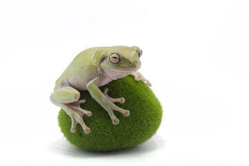 Australian Green Tree Frog on artificial moss stones, Dumpy frog litoria caerulea on white background