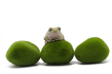 Australian Green Tree Frog on artificial moss stones, Dumpy frog litoria caerulea on white background