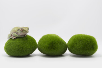 Australian Green Tree Frog on artificial moss stones, Dumpy frog litoria caerulea on white background