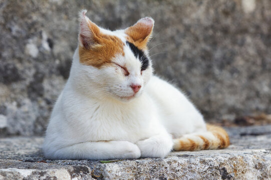Tricolored Street Cat Lying on Stone with Eyes Closed in Greece