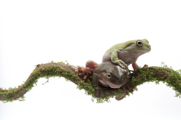 Australian Green Tree Frog on branch, Dumpy frog litoria caerulea on white background