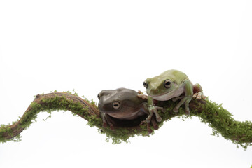 Australian Green Tree Frog on branch, Dumpy frog litoria caerulea on white background