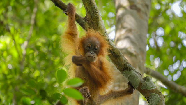 a close up of a baby orangutan hanging from a branch with one hand and scratches its side with the other in the rainforest of gunung leuser national park on sumatra, indonesia