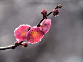 寒い1月に咲いた美しい紅梅「八重寒紅（ヤエカンコウ）」 
