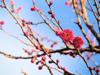 寒い1月に咲いた美しい紅梅「八重寒紅（ヤエカンコウ）」 