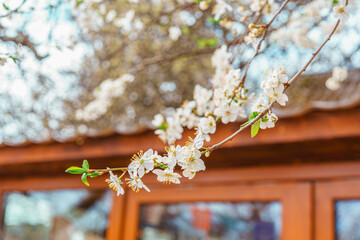 Delicate white spring blossoms on tree branch against soft blurred background. Seasonal nature scene with blooming flowers, gentle light and shallow depth of field.