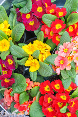 Bright primrose flowers in red, yellow and pink colors growing in pots. Primula seedlings background. Spring bloom concept, floral backdrop, fresh garden plants and seasonal nature beauty.