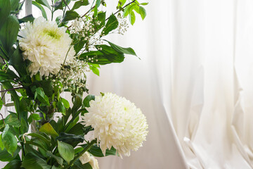 Elegant blooming flowers, white chrysanthemum bouquet placed by window with white curtains and soft daylight background creating calm airy floral interior scene. Copy space for text