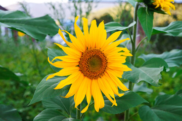 Vibrant yellow blooming sunflower flower growing outdoors against soft green nature background, symbol of summer, energy, happiness and natural beauty in rural environment.