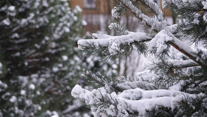 Drzewa iglaste pokryte ciężkim, białym śniegiem. Konary drzewa uginają się pod ciężarem śniegu. Sceneria zimowa widoczna na drzewach iglastych. © tomo81