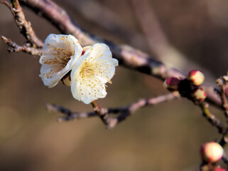 晴れた1月に美しく咲いた白い梅の花「白難波（シロナンバ）」