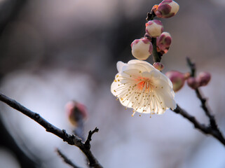 晴れた1月に美しく咲いた白い梅の花「白難波（シロナンバ）」