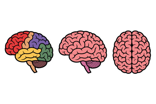 An illustration of the human brain with different views and colors to represent various functions and areas.