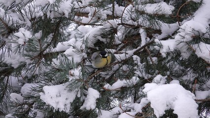 Sikorka chowająca się w gęstych gałęziach sosny przykrytych dużą warstwą śniegu.  © tomo81