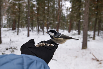 Wild bird feeding from a human hand in a winter forest. Outdoor adventure, tit sitting on a human hand with seeds. Close-up human and wildlife interaction, snowy woodland background, natural light. © Anna