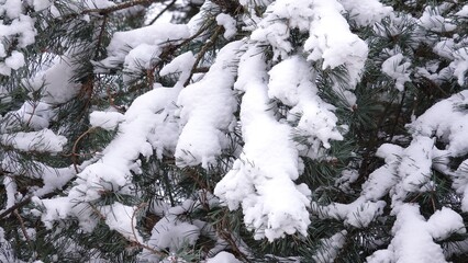 Drzewa iglaste pokryte ciężkim, białym śniegiem. Konary drzewa uginają się pod ciężarem śniegu. Sceneria zimowa widoczna na drzewach iglastych. © tomo81