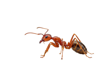 Ultra-detailed macro portrait of a stationary red forest ant in profile, highlighting glossy segmented anatomy and mandibles, isolated on a brilliant white background concept of biological perfection