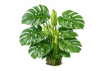 Monstera plant displaying lush green foliage, tropical houseplant leaves, cutout with transparent background, nature
